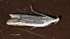 Mesophleps adustipennis