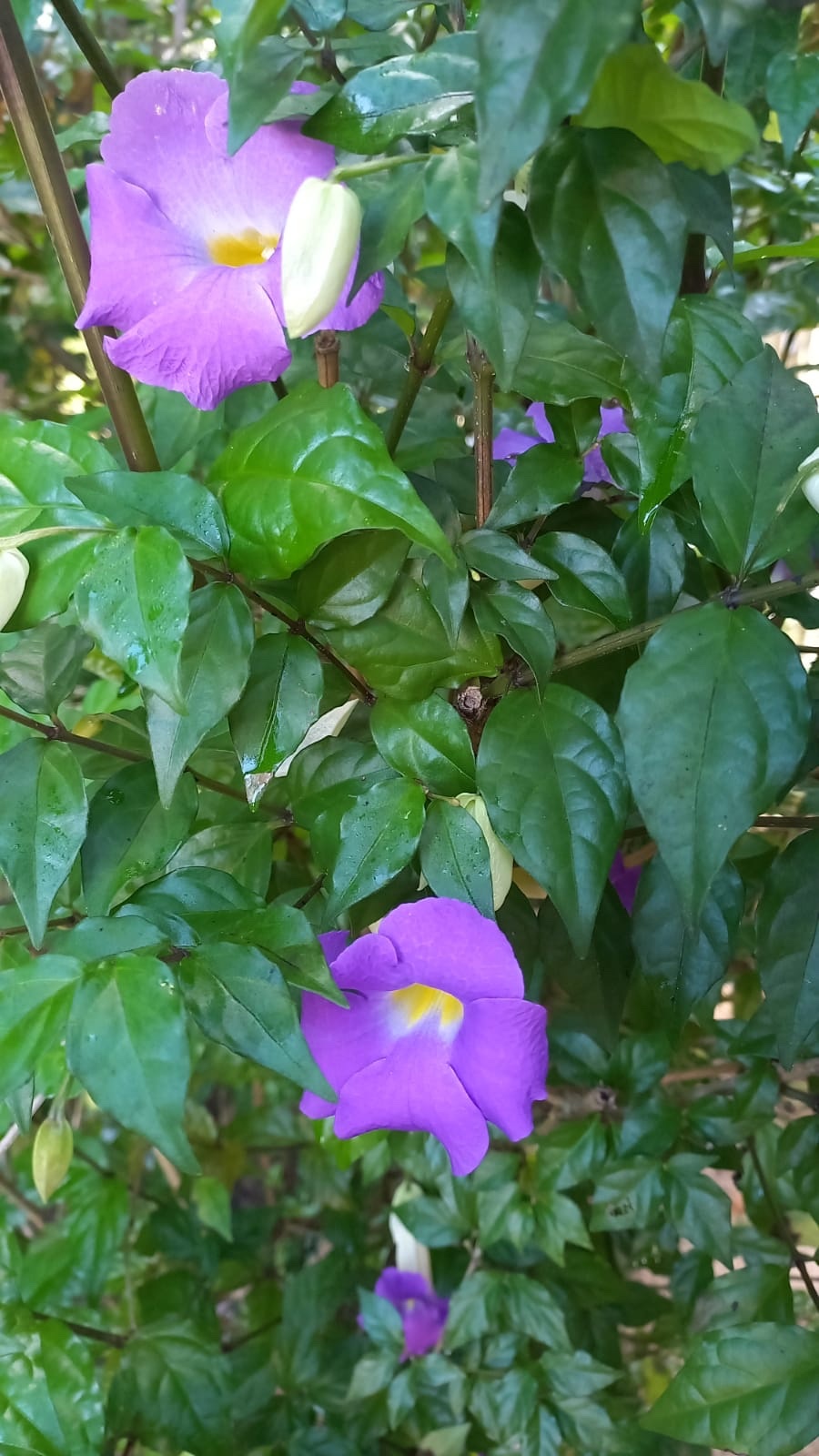 Thunbergia erecta