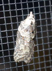Acleris pulverosana