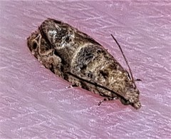 Lobesia transtrifera