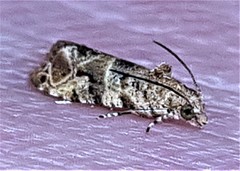 Lobesia transtrifera