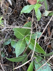 Magnoliopsida