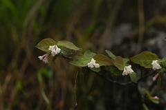 Wikstroemia glabra