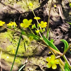 Ranunculus ophioglossifolius