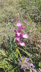 Anacamptis papilionacea aegaea