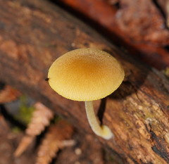 Pluteus hubregtseorum