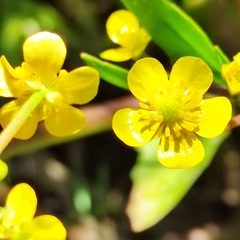 Ranunculus ophioglossifolius