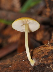 Pluteus hubregtseorum