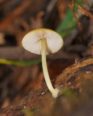 Pluteus hubregtseorum