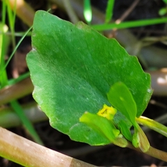 Ranunculus ophioglossifolius