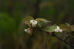 Wikstroemia glabra