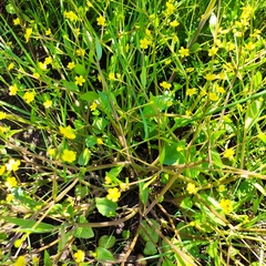 Ranunculus ophioglossifolius