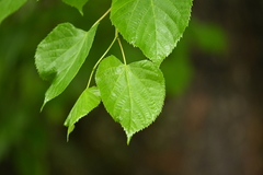 Tilia japonica