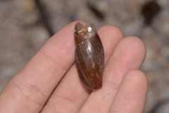 Isara carbonaria