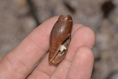 Isara carbonaria
