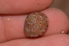 Clanculus brunneus