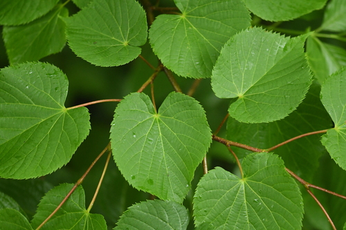 Tilia japonica