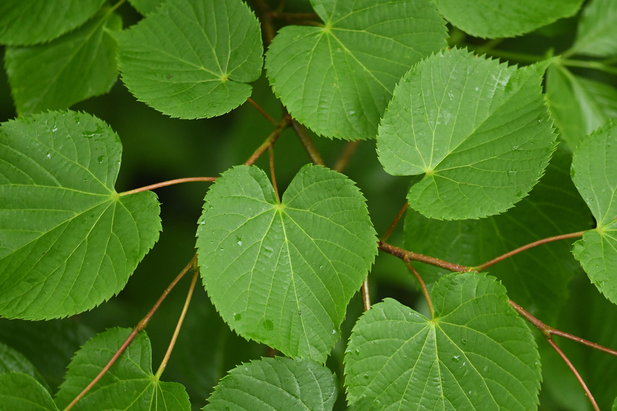 Tilia japonica