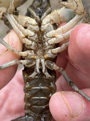 Cambarus howardi