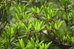 Rhododendron anwheiense