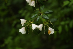 Rhododendron anwheiense