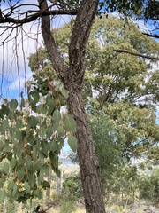 Eucalyptus caleyi