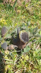 Aristolochia cretica