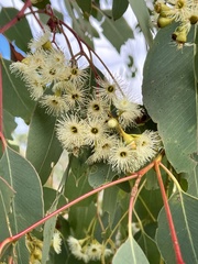 Eucalyptus caleyi