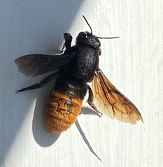 Gronoceras cinctum