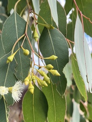 Eucalyptus caleyi