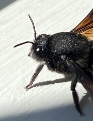 Gronoceras cinctum