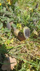 Aristolochia cretica
