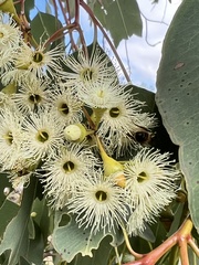 Eucalyptus caleyi