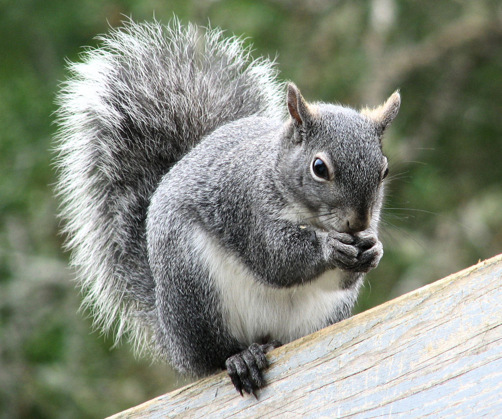 Western Gray Squirrel (Animal Tracks and Signs by Beartracker Wildlife Tracking) · iNaturalist