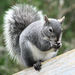 Western Gray Squirrel - Photo (c) Larry McCombs, some rights reserved (CC BY-NC-SA)