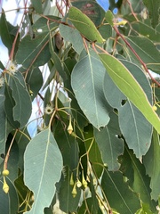 Eucalyptus caleyi
