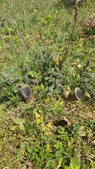 Aristolochia cretica