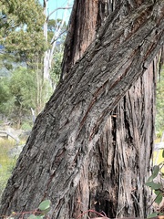 Eucalyptus caleyi
