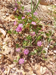 Trifolium resupinatum