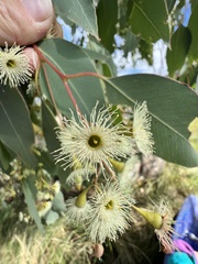 Eucalyptus caleyi