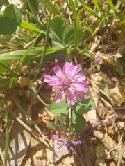 Trifolium resupinatum