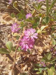 Trifolium resupinatum