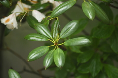 Rhododendron anwheiense