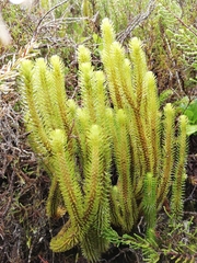 Phlegmariurus dentatus