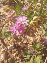 Trifolium resupinatum