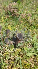 Aristolochia cretica