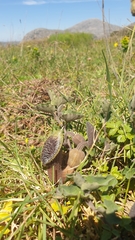 Aristolochia cretica