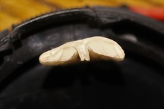 Entoloma albidosimulans
