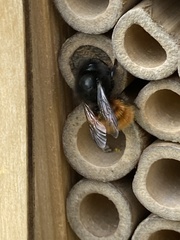 Osmia cornuta