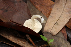 Entoloma albidosimulans
